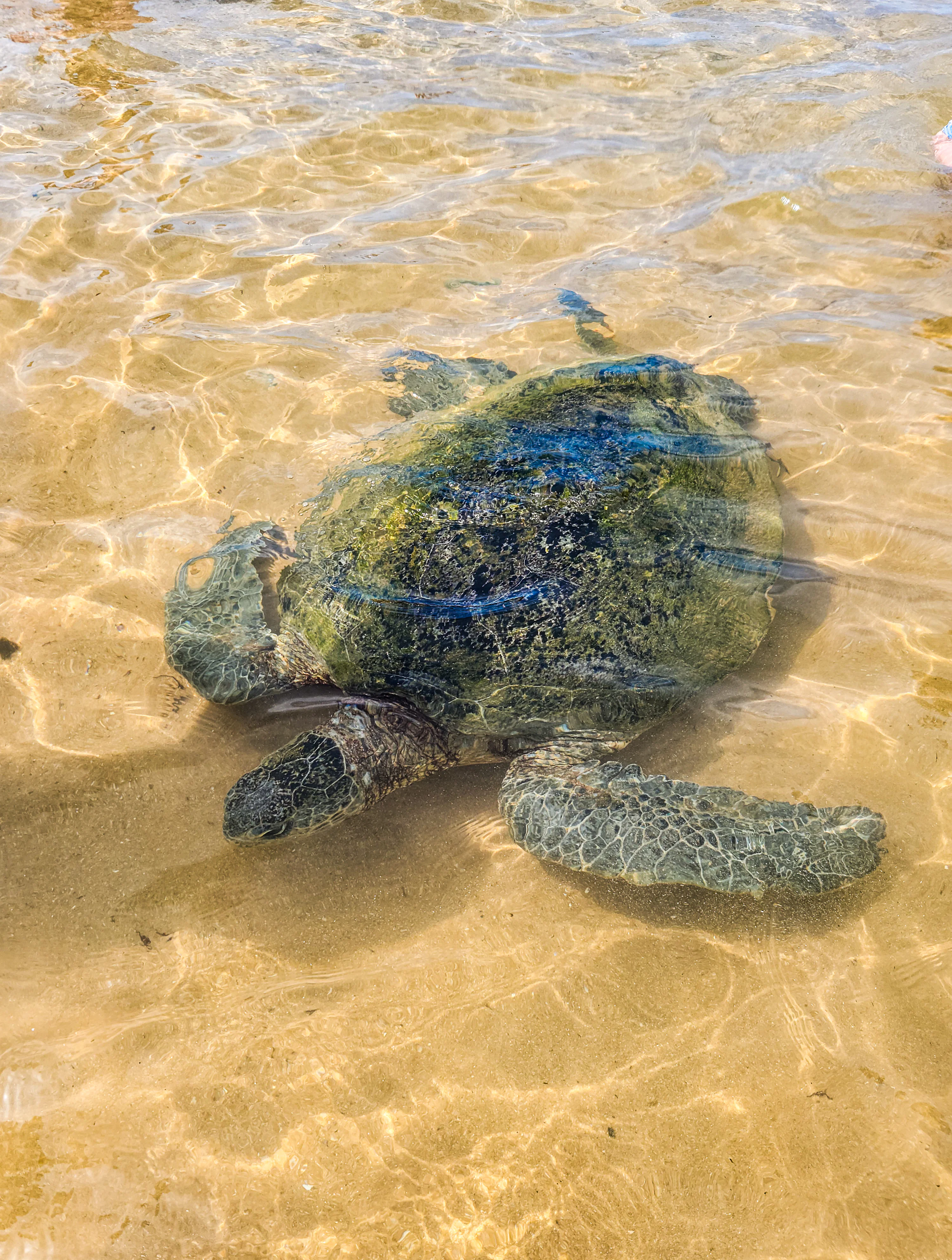 Marine Life Encounters
