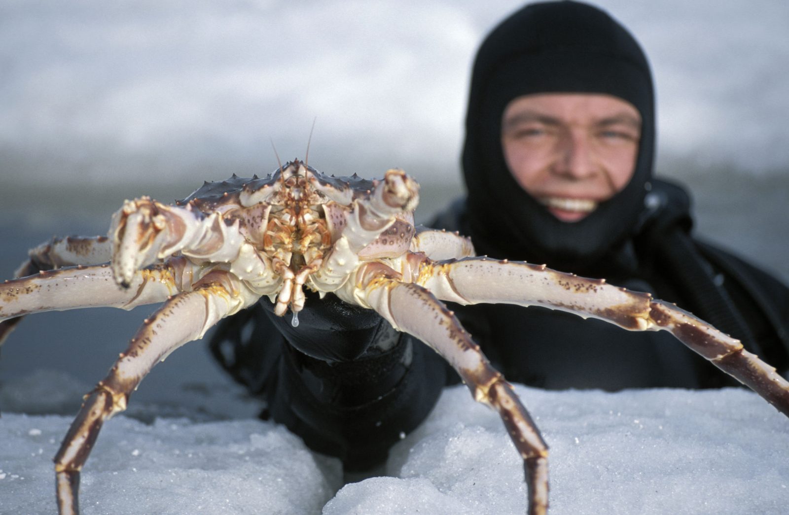 Arctic King Crab Safari Kirkenes