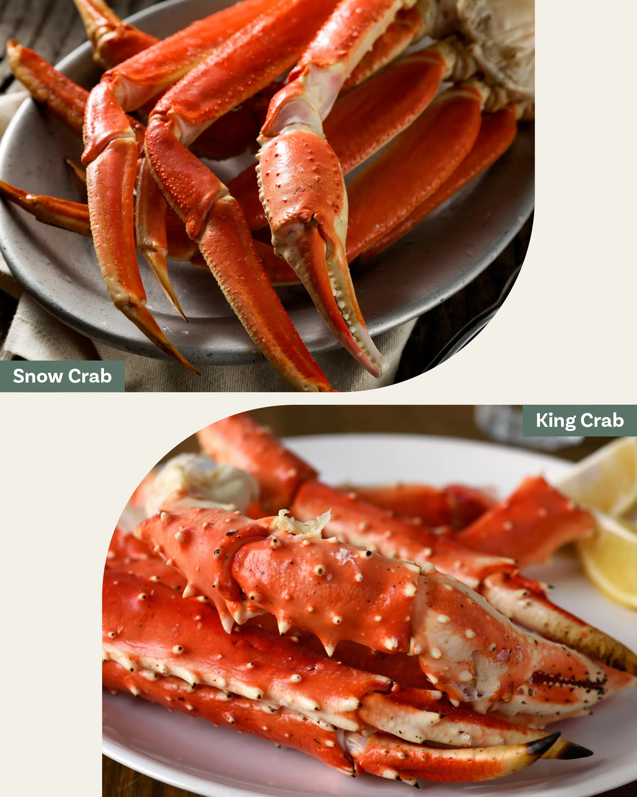 King Crab Snow Crab Difference