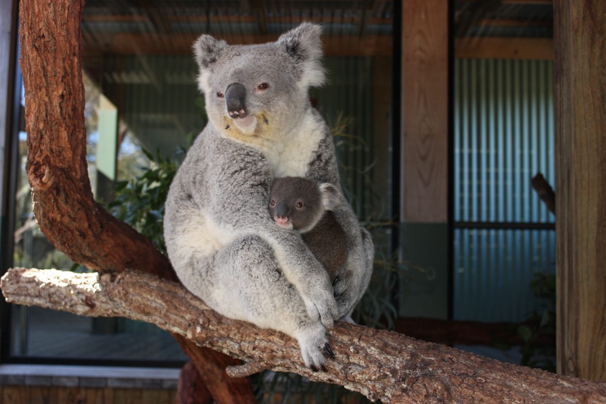 Symbio Wildlife Park