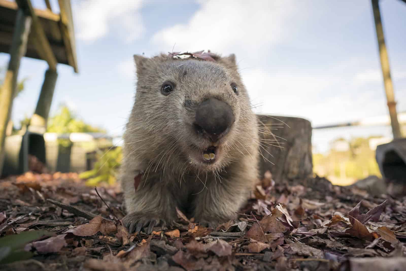 Symbio Wildlife Park