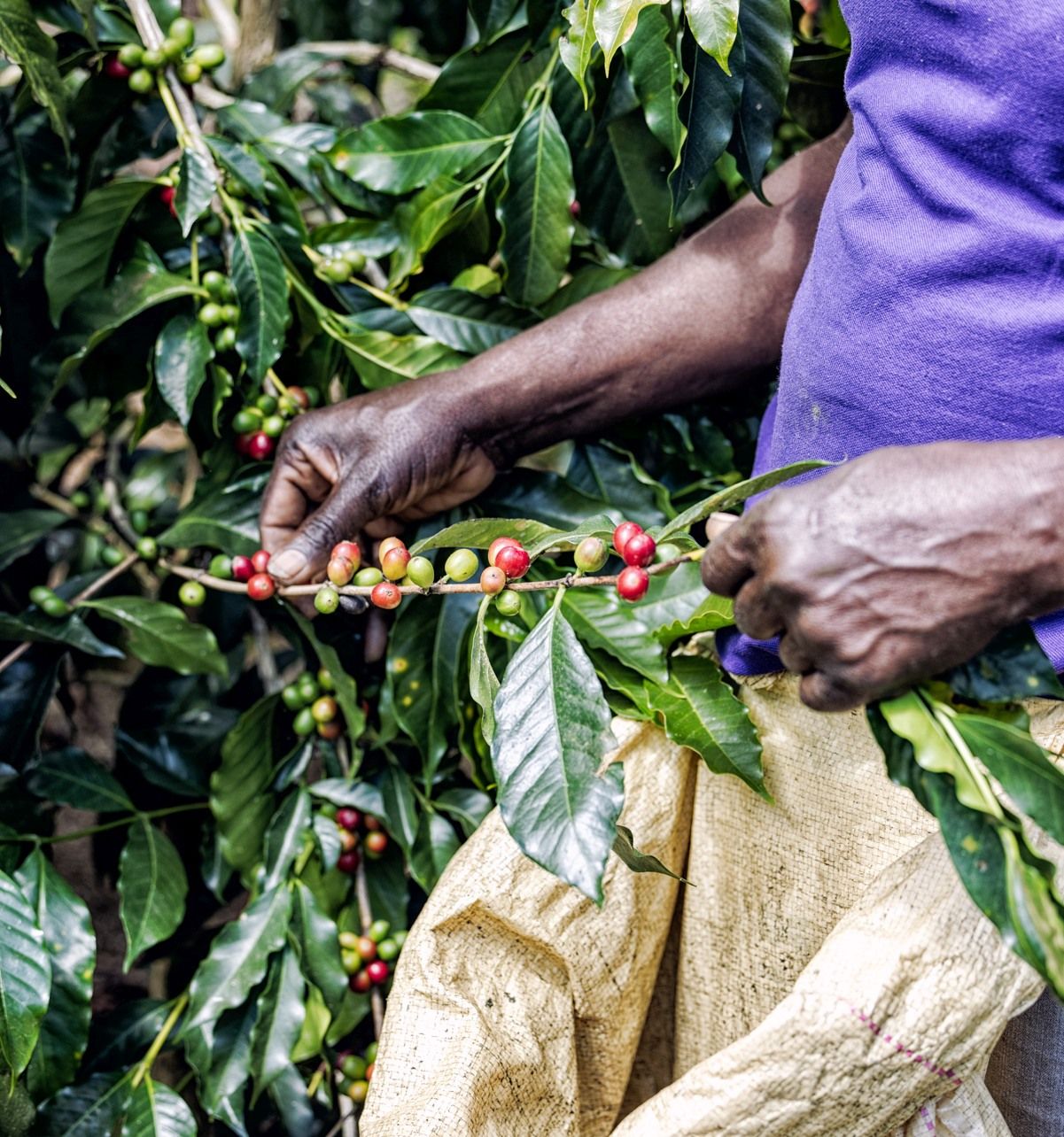 Is Jamaican Blue Mountain Coffee Worth the Price