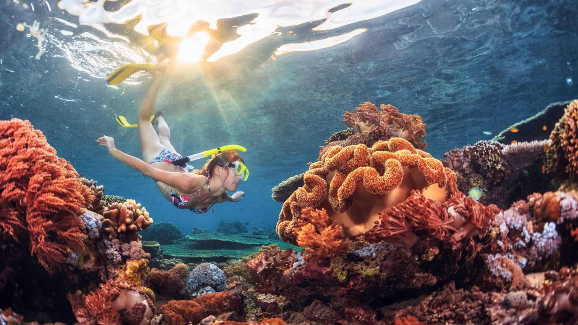 Coral Gardens