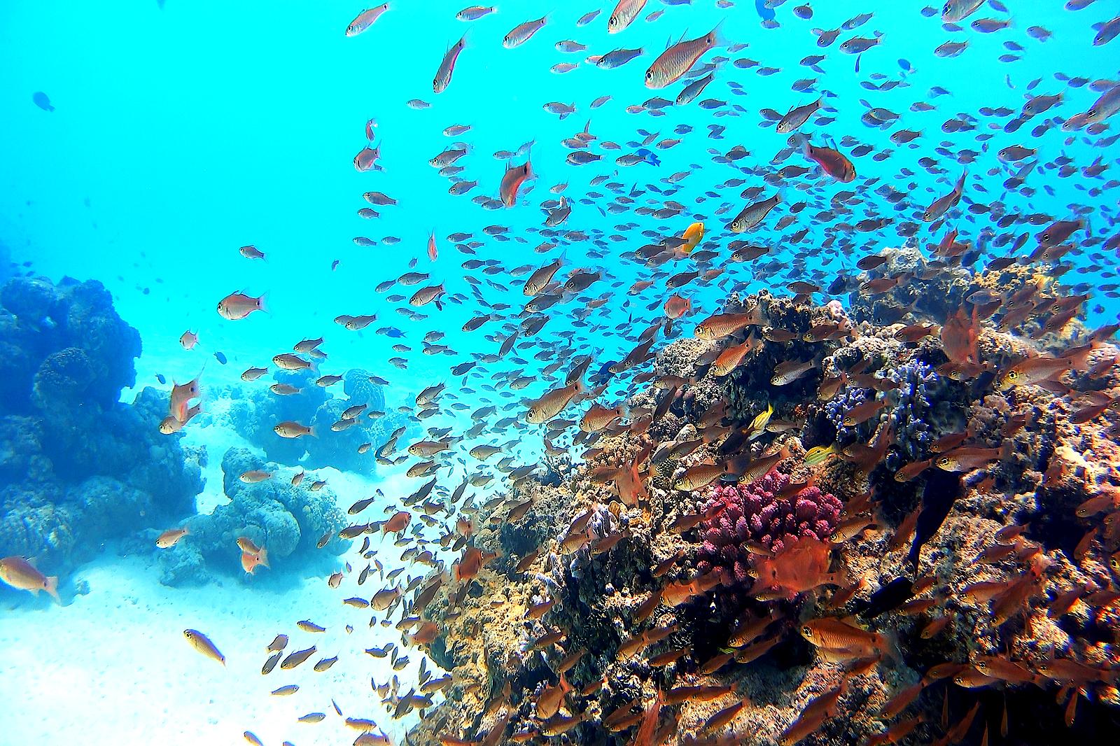 Kerama Tokashiki Island Snorkeling