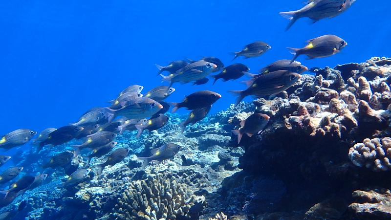 Best Snorkeling Tokashiki Island