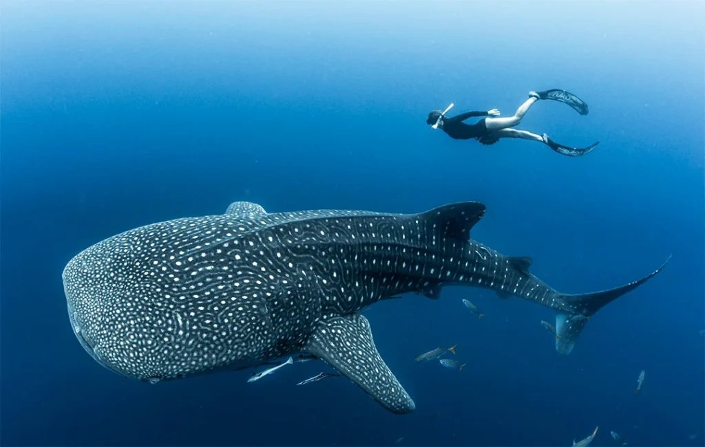 Whale Shark Tours Sumbawa Reviews