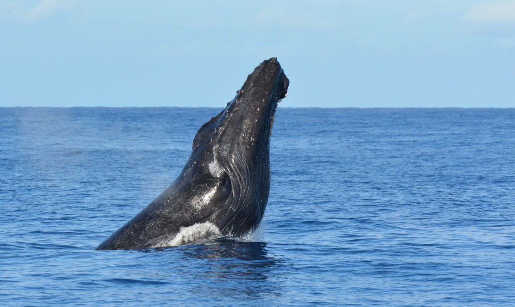 Waikoloa Beach Whale Watching