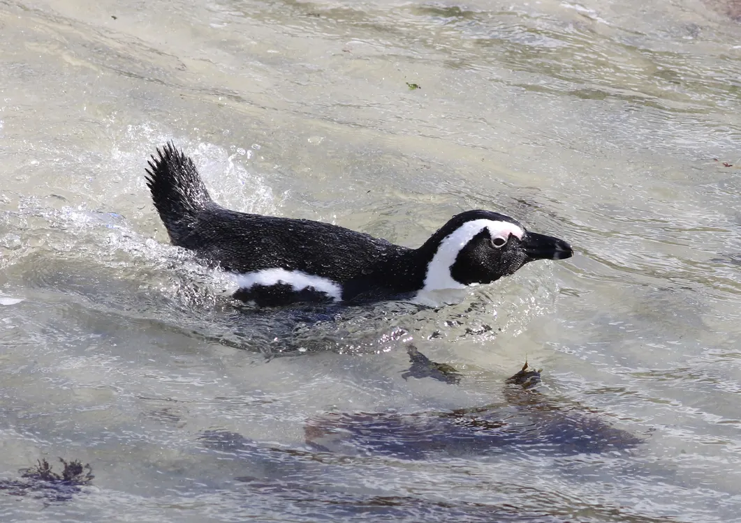 Penguin Marine Protected Area