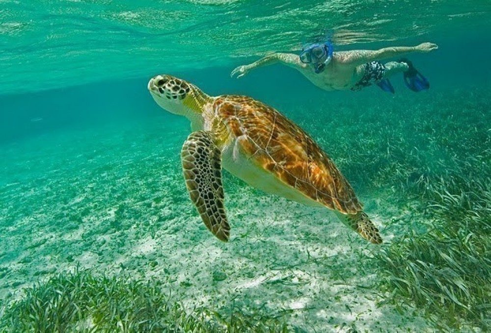 Snorkeling San Pedro Belize Prices