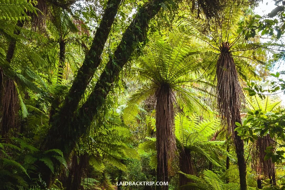 Piha Domain