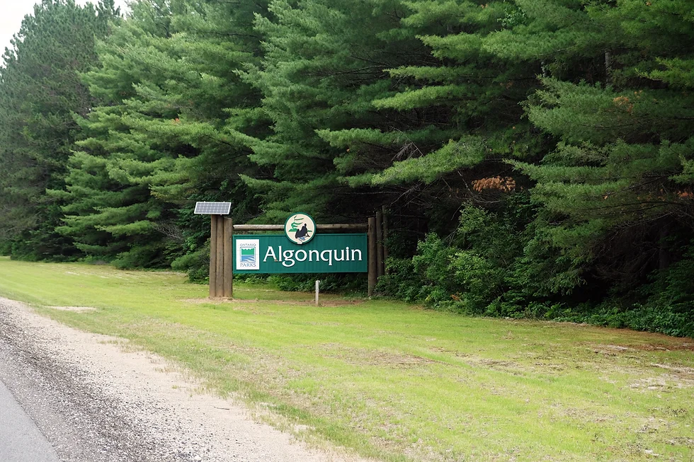 How to Go to Algonquin Park From Toronto