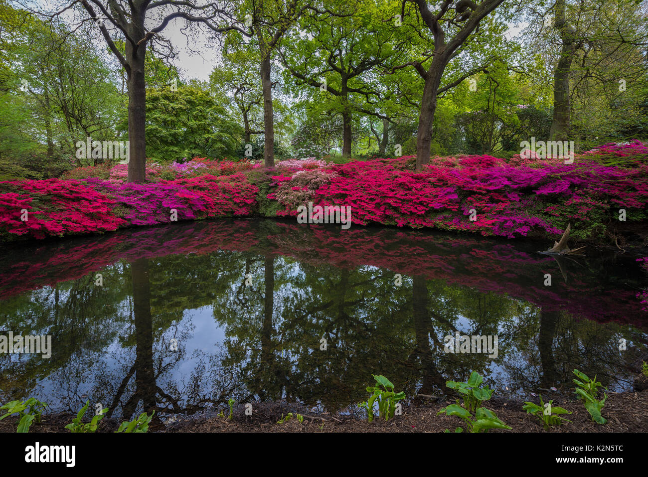 Isabella Plantation