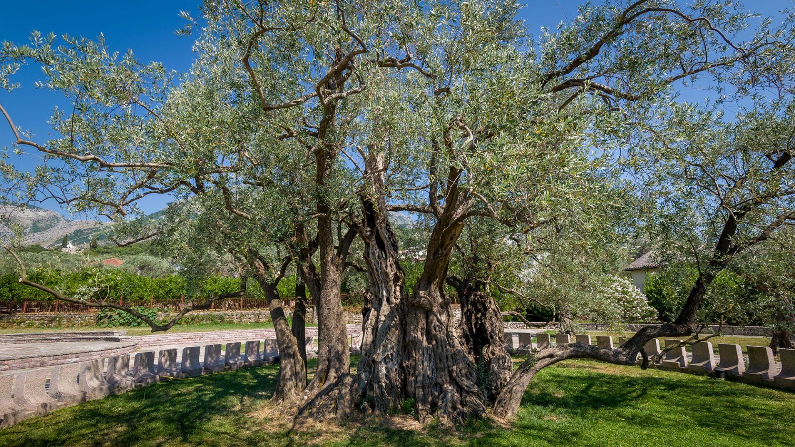 Old Olive Tree