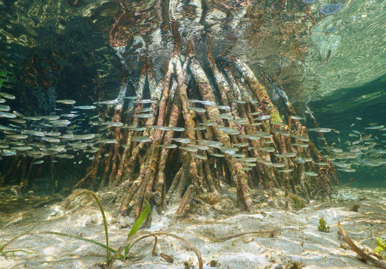 Red Mangrove Forests