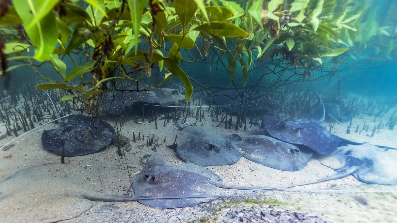 Marine Life Channels