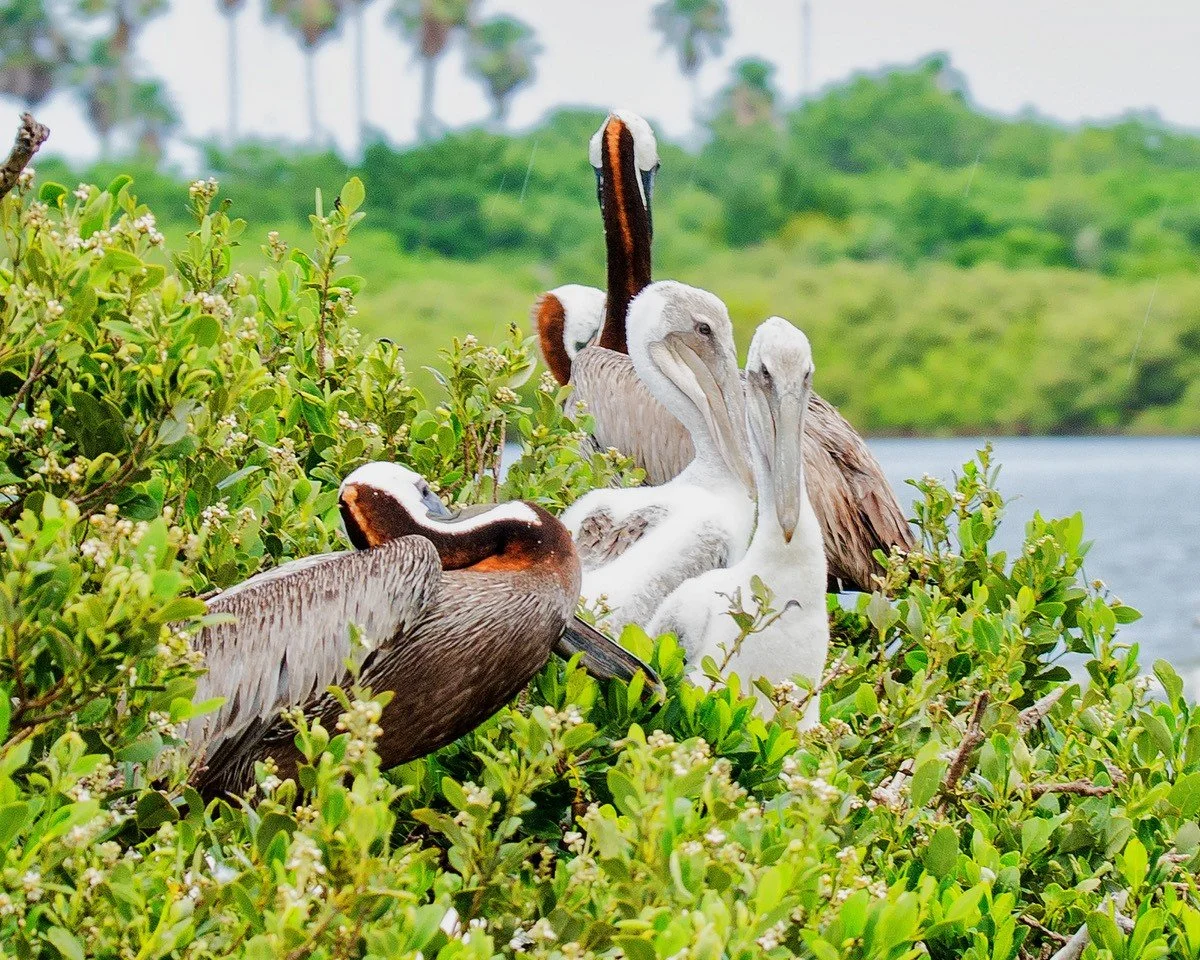 Bird Nesting Sites