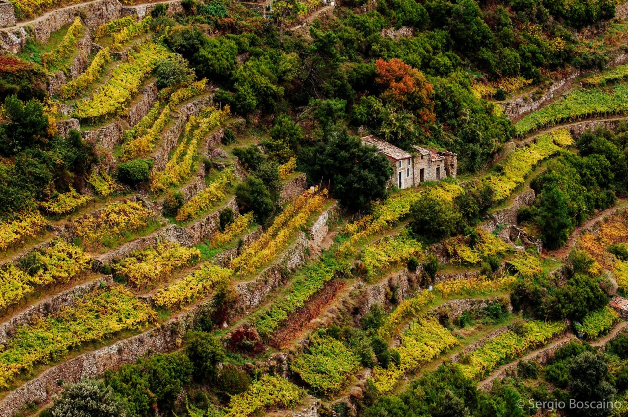Riomaggiore Vineyard Tour