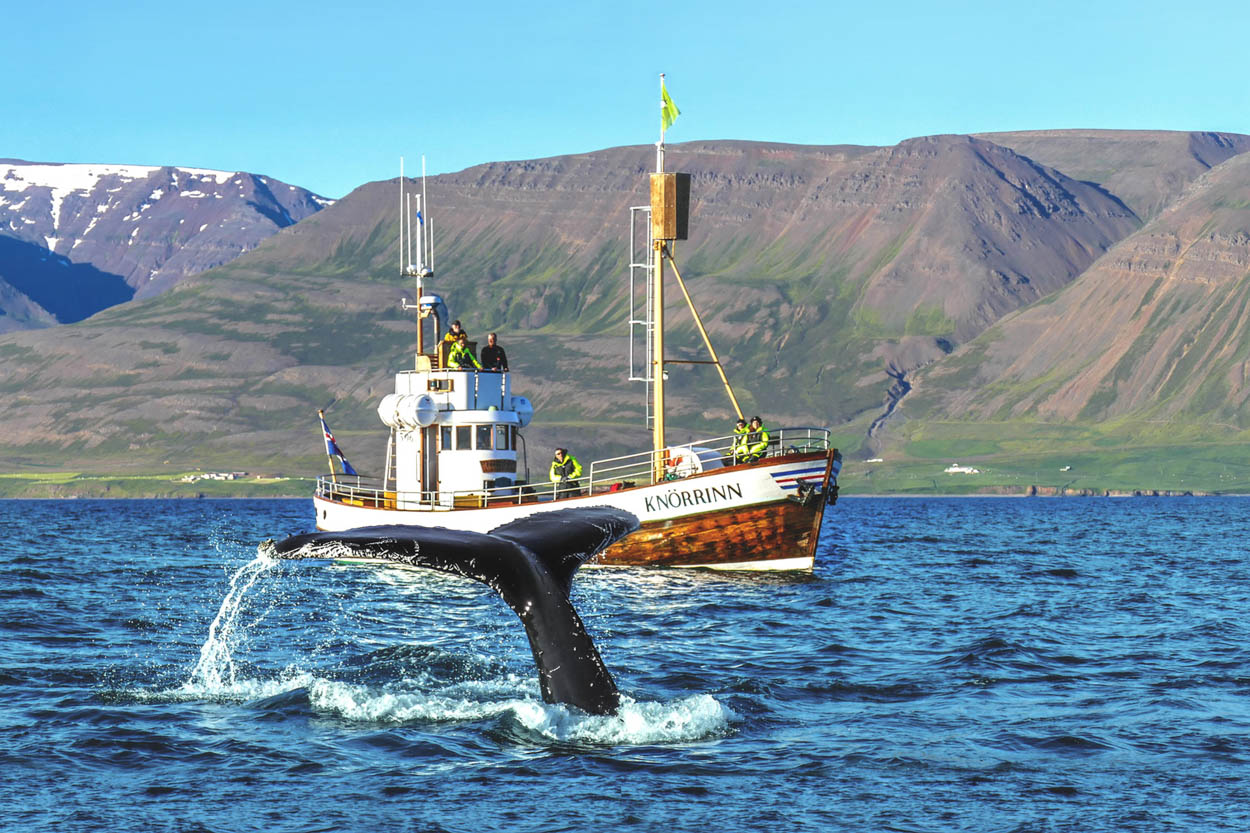 What Time Is the Best for Whale Watching