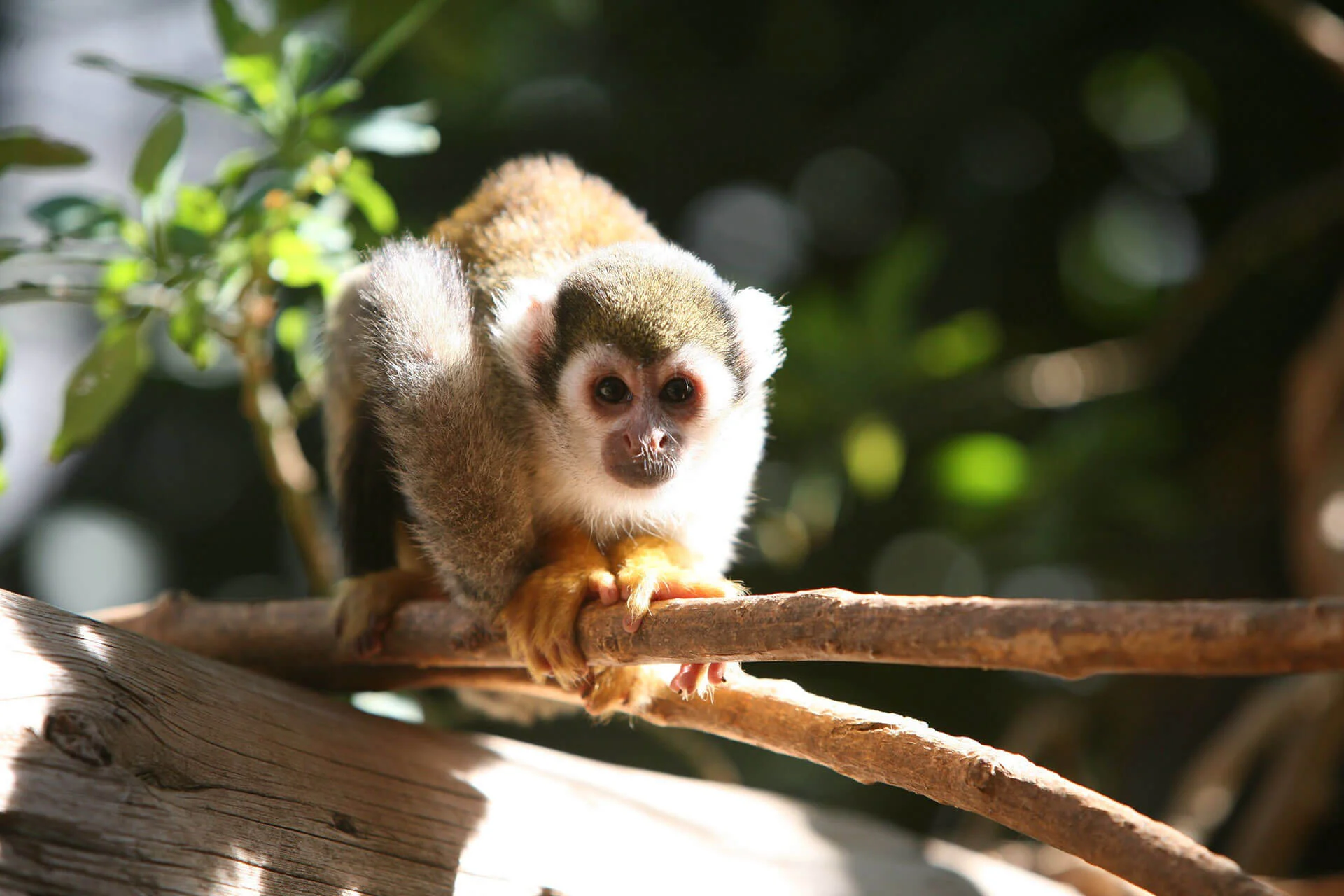 Monkey Park