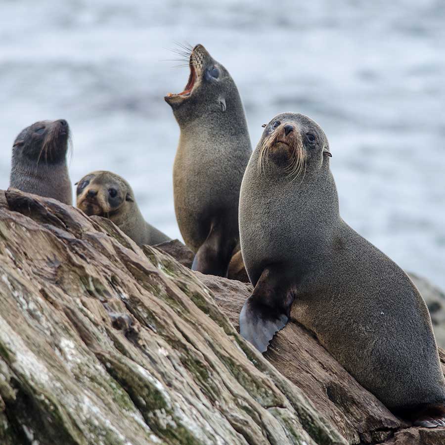 Seal Rock