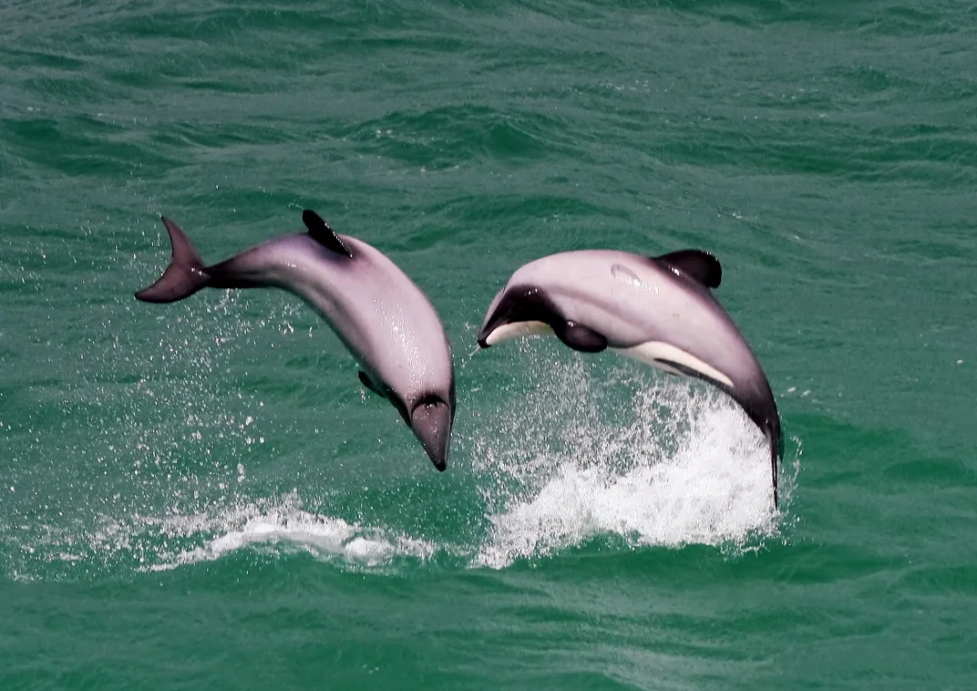 Is Akaroa Worth Visiting