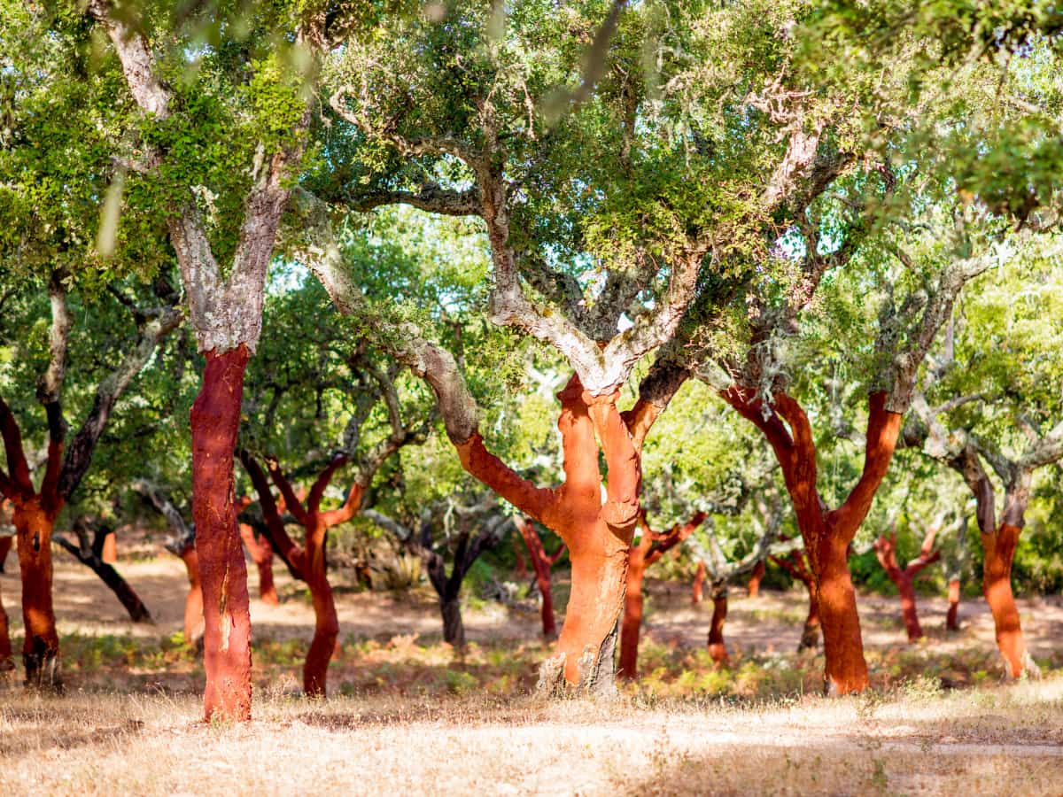 Cork Oak Forests