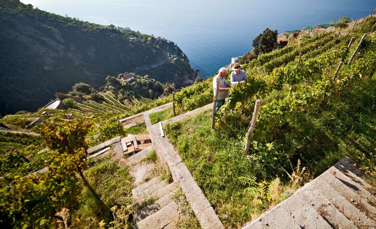 Vineyard walk