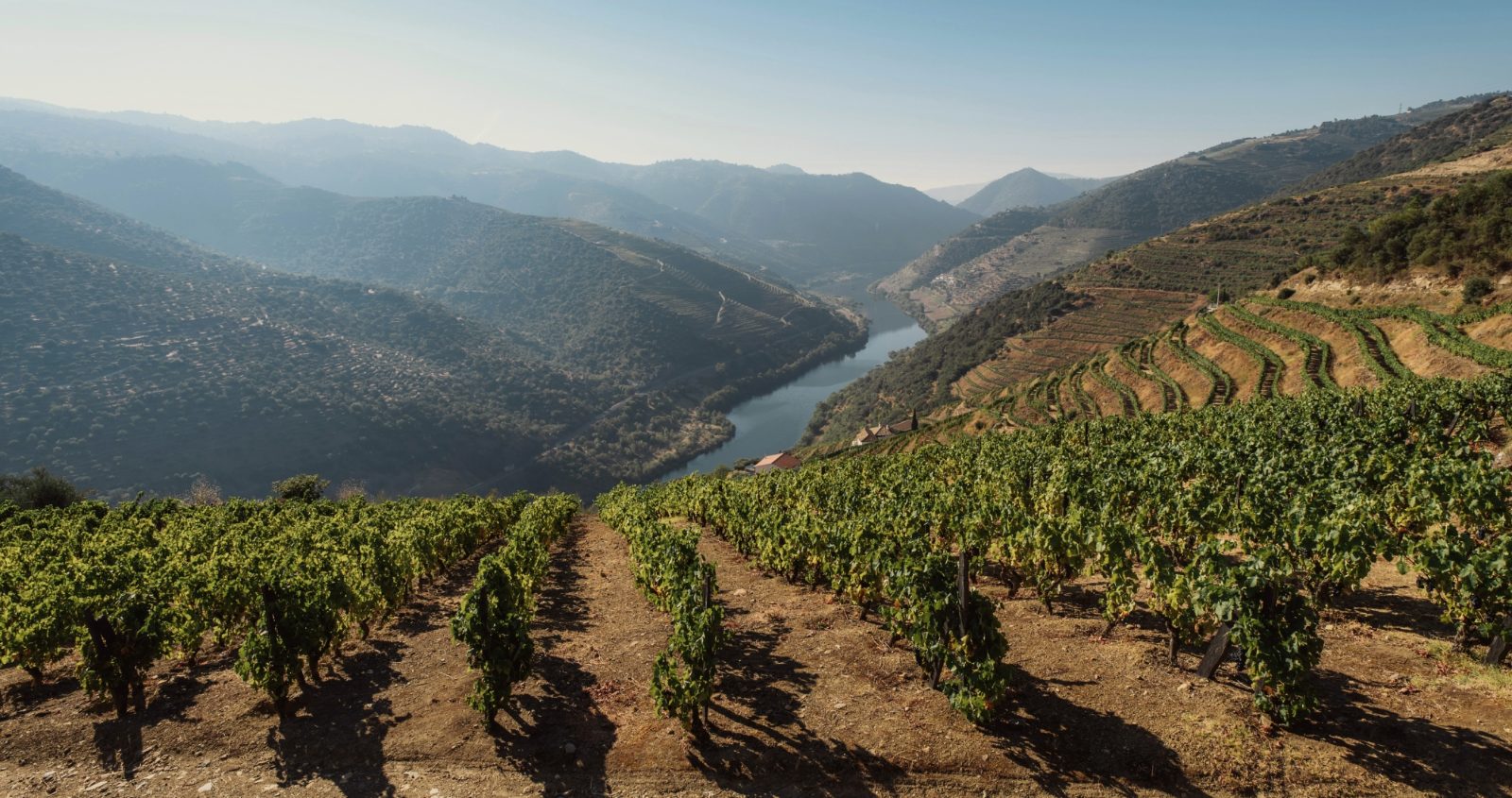 Douro Valley Wine Tour Experience