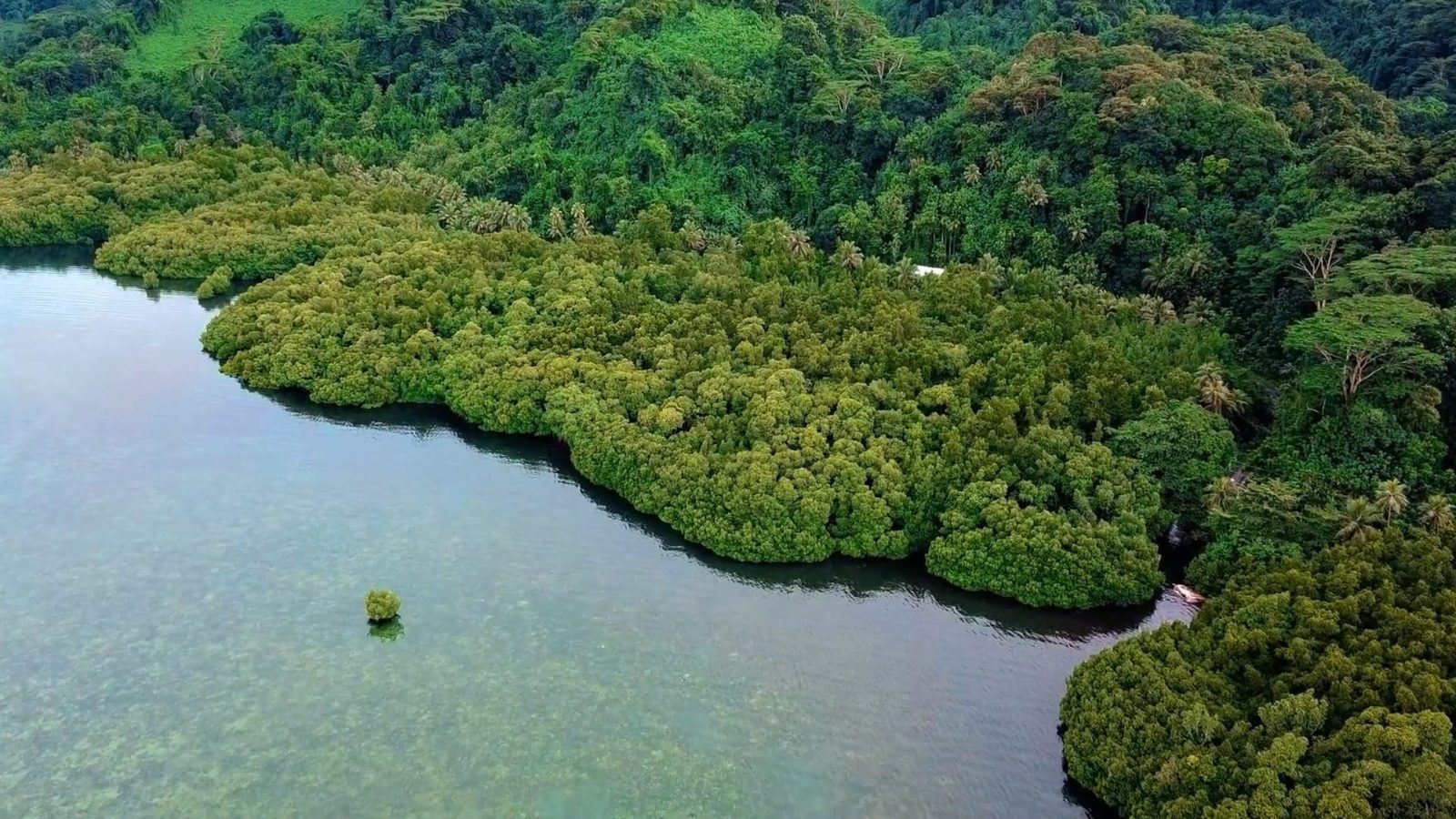 Garden Island Mangroves