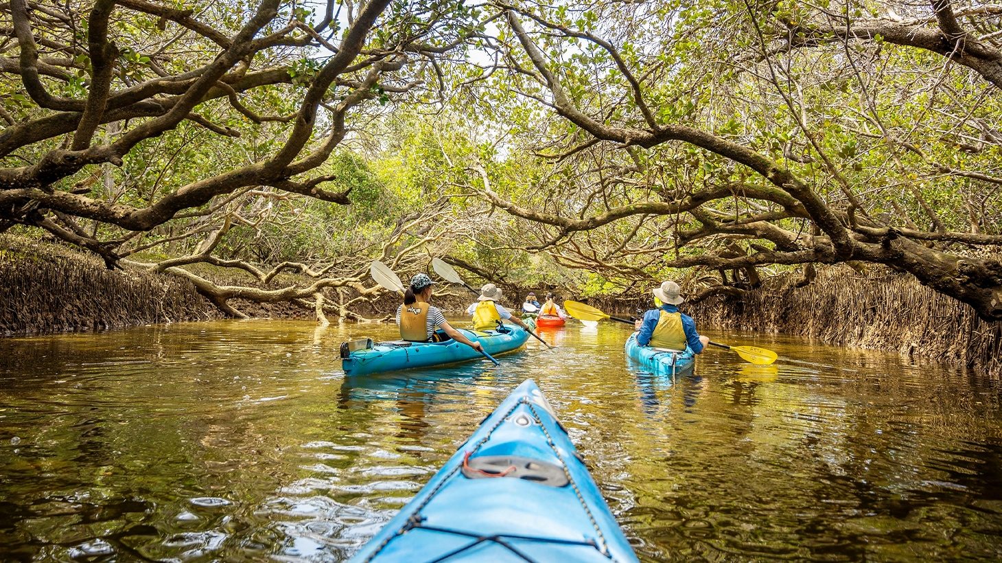 Adelaide Dolphin Sanctuary Kayak Tour
