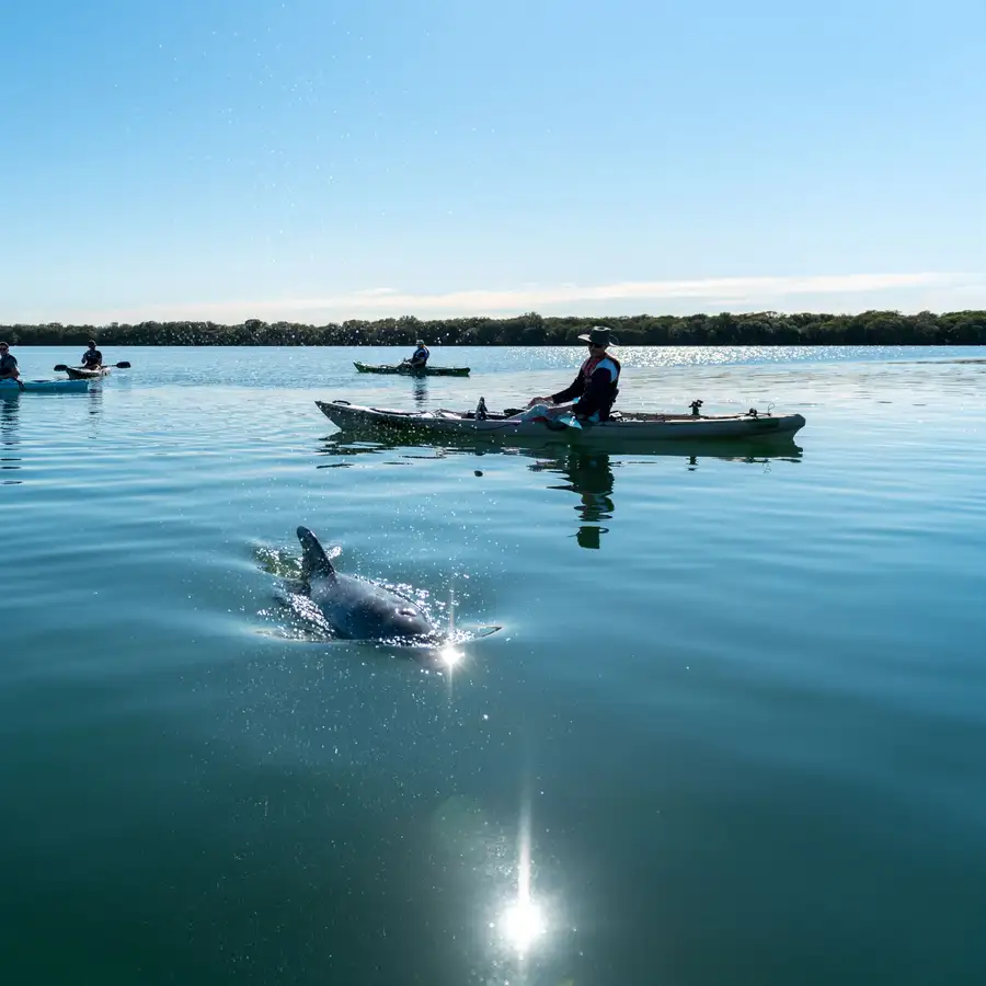 Your experience at Adelaide Dolphin Sanctuary Kayak Tour
