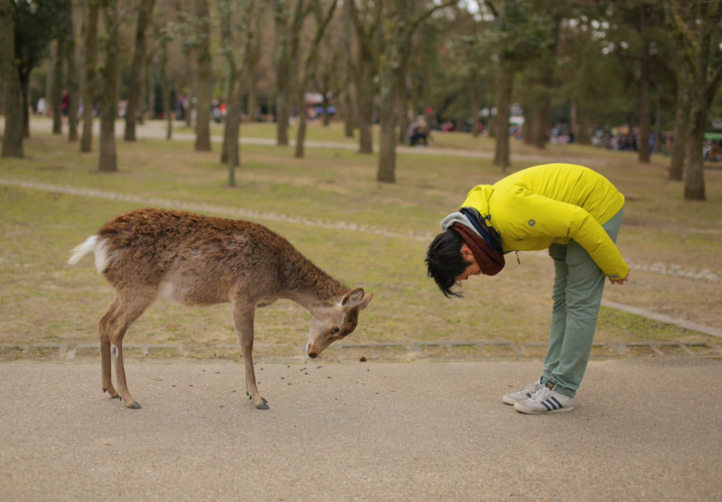 Your experience at Kyoto and Nara Day Tour From Osaka
