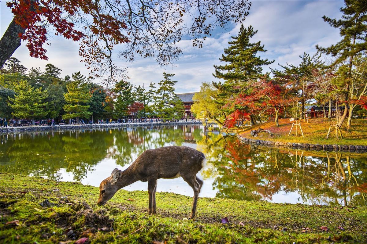 Nara Park Exploration