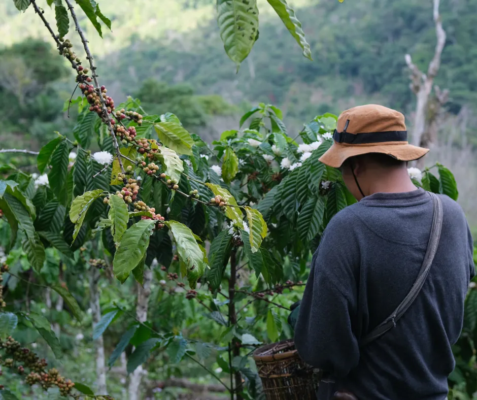 Chagga Coffee Plantation