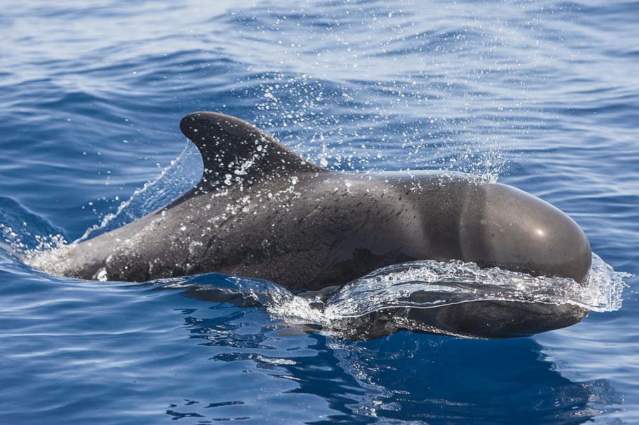 Your experience at Los Cristianos Whale Watching