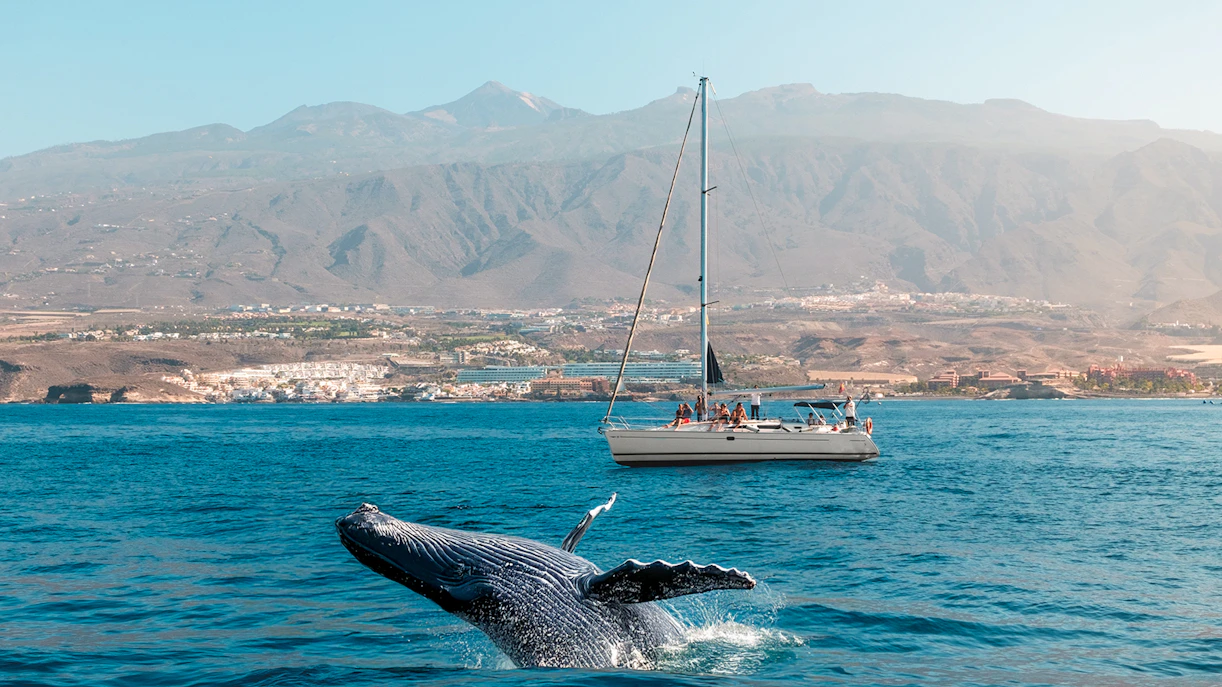 Los Cristianos Whale Watching