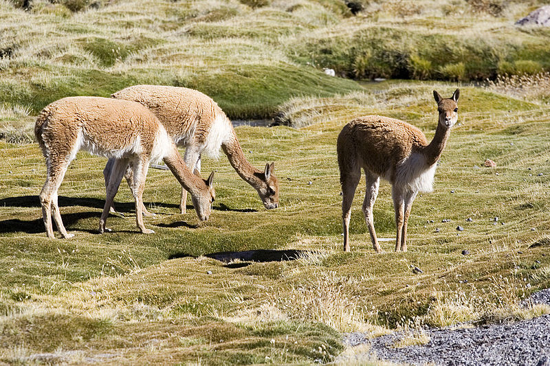 Your experience at Colca Canyon to Puno