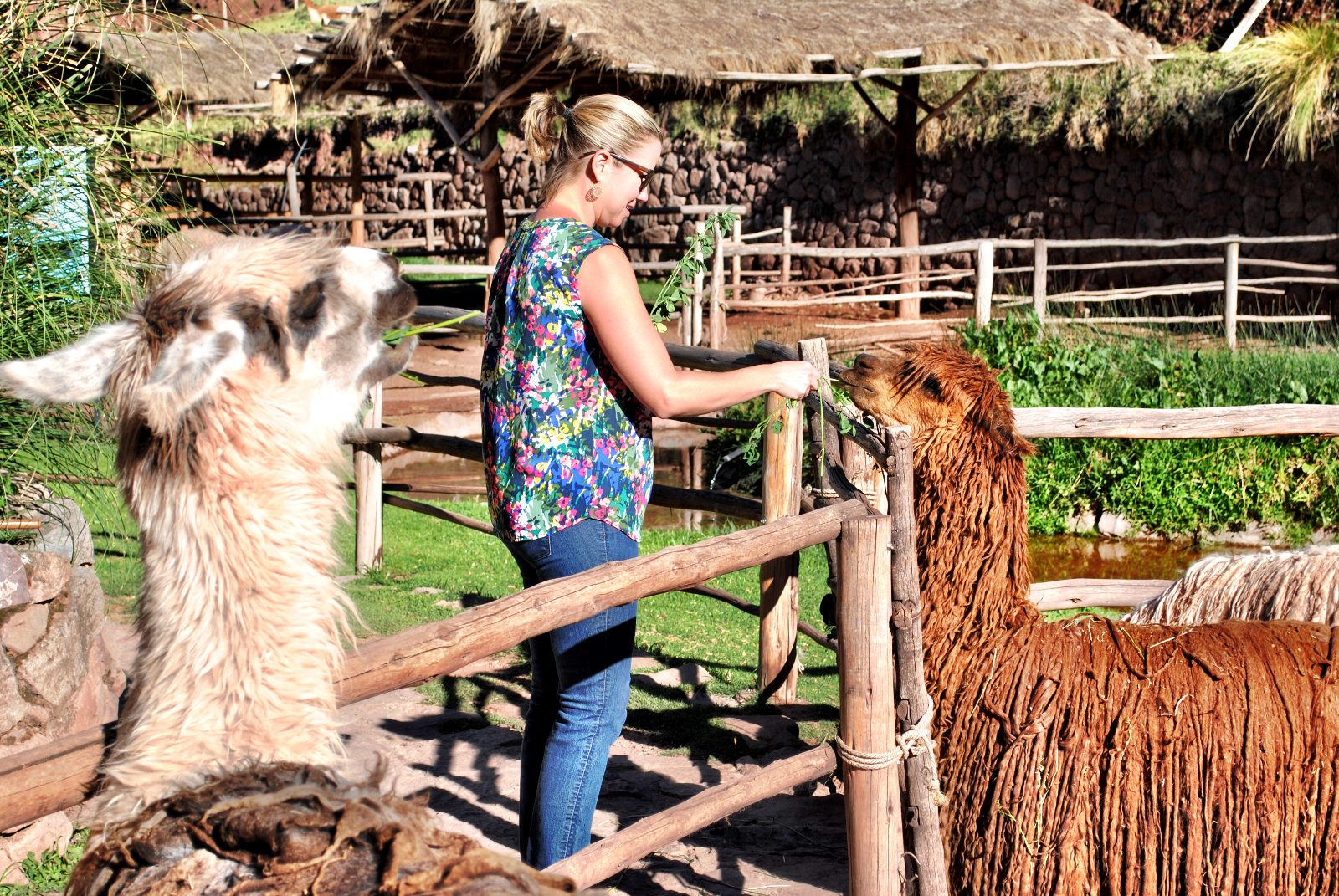 Your experience at Alpaca Experience Cusco