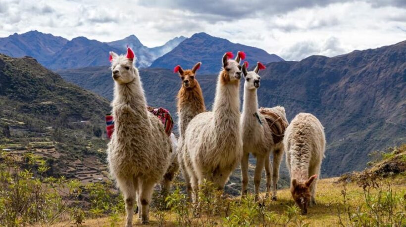 Alpaca Experience Cusco