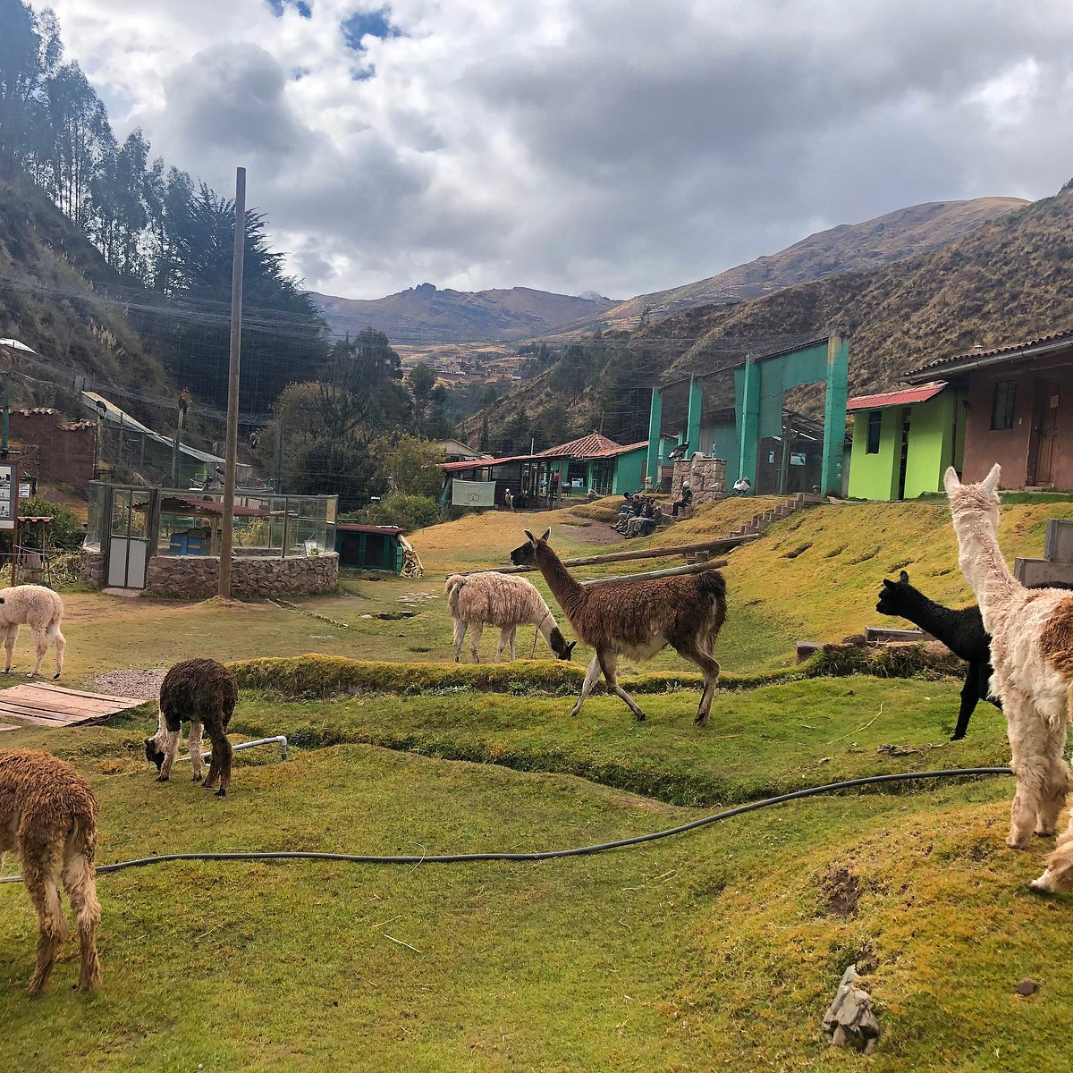 Alpaca Experience Cusco at Cochahuasi Sanctuary