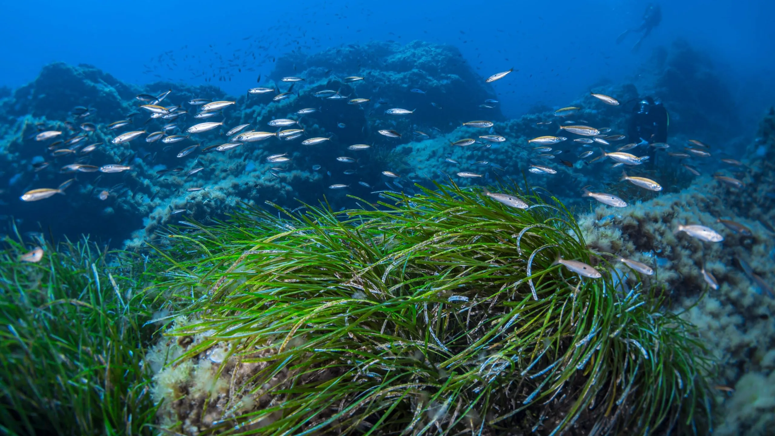 Your experience at Villefranche Bay Snorkeling