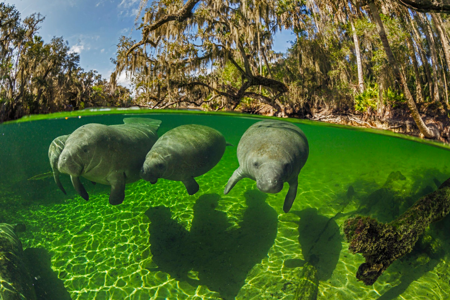 Manatee Viewing Area