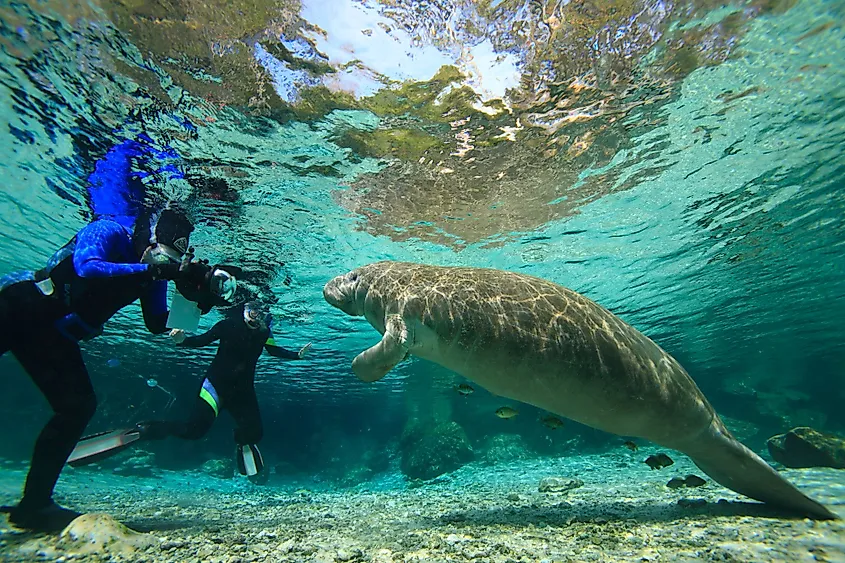 Your experience at Manatee Kayak Tour Near Orlando
