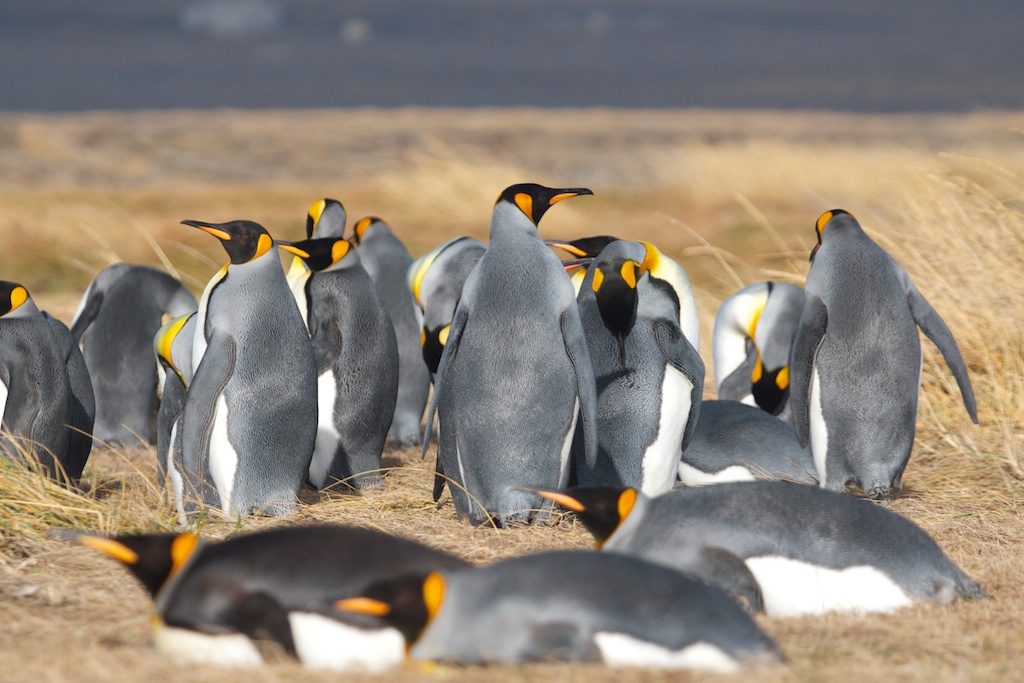 King Penguin Tour from Punta Arenas Overview