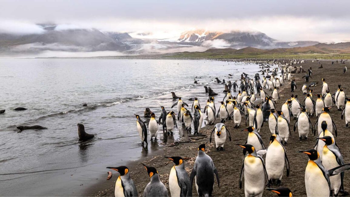 Your experience at King Penguin Tour From Punta Arenas