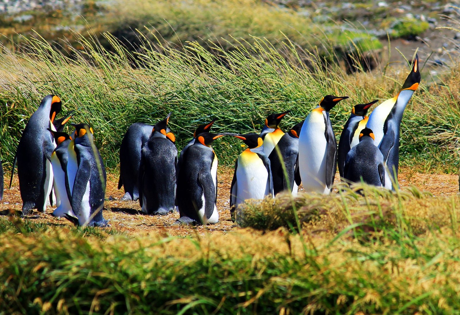 King Penguin Tour From Punta Arenas