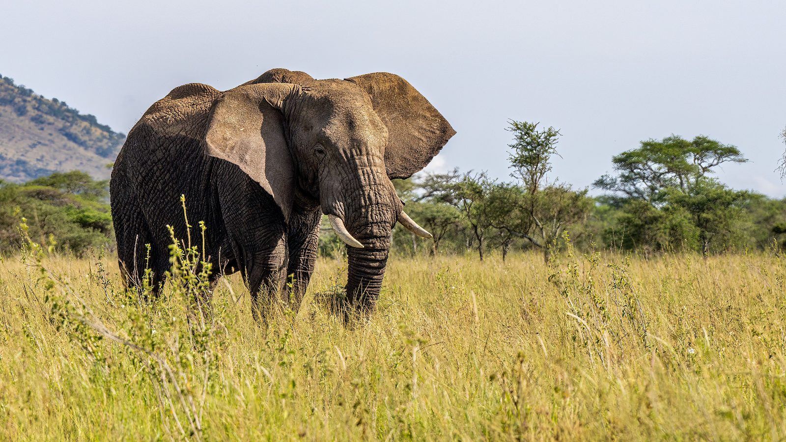 Elephant Savanna