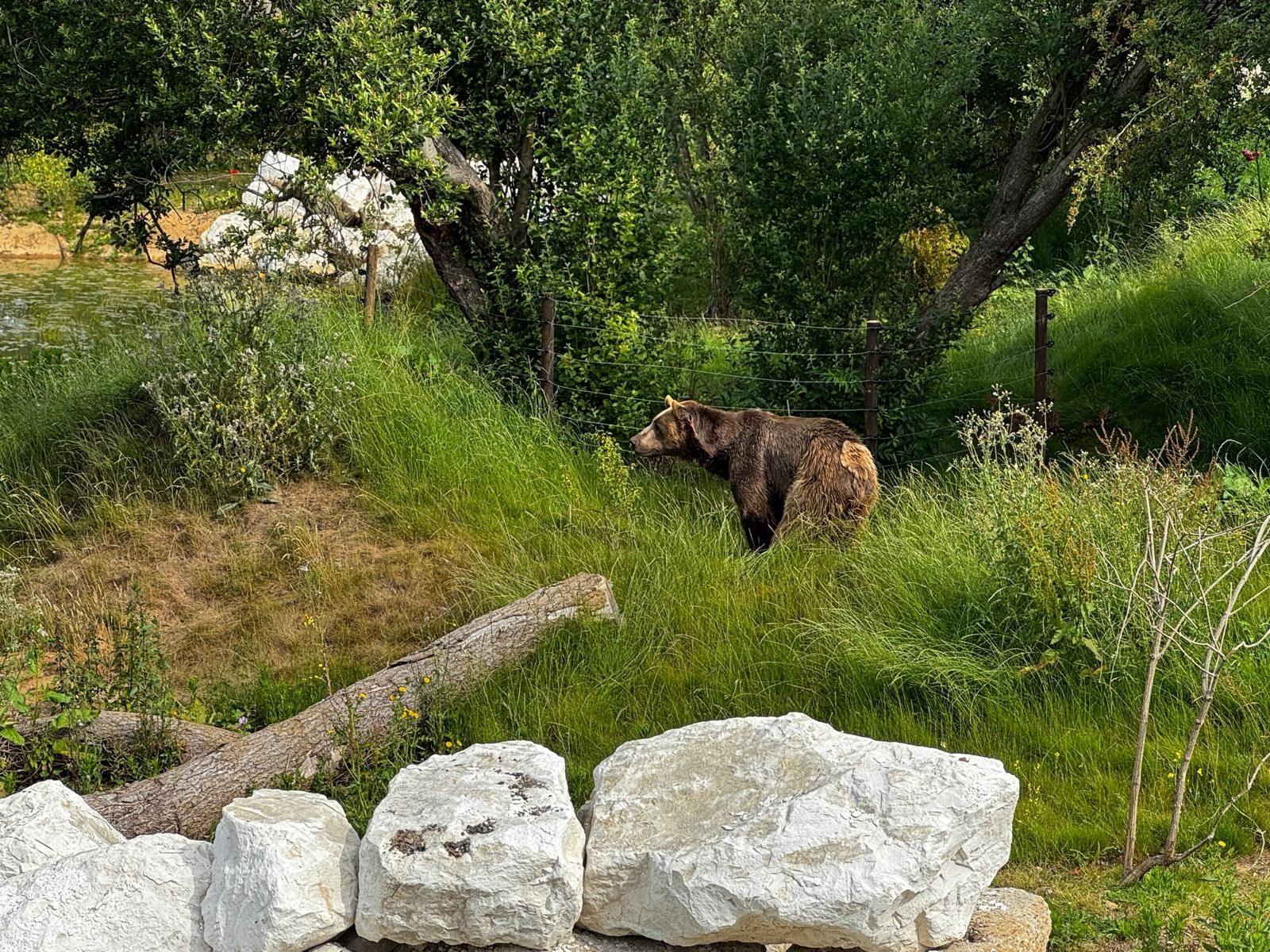 Brown Bear Gallery