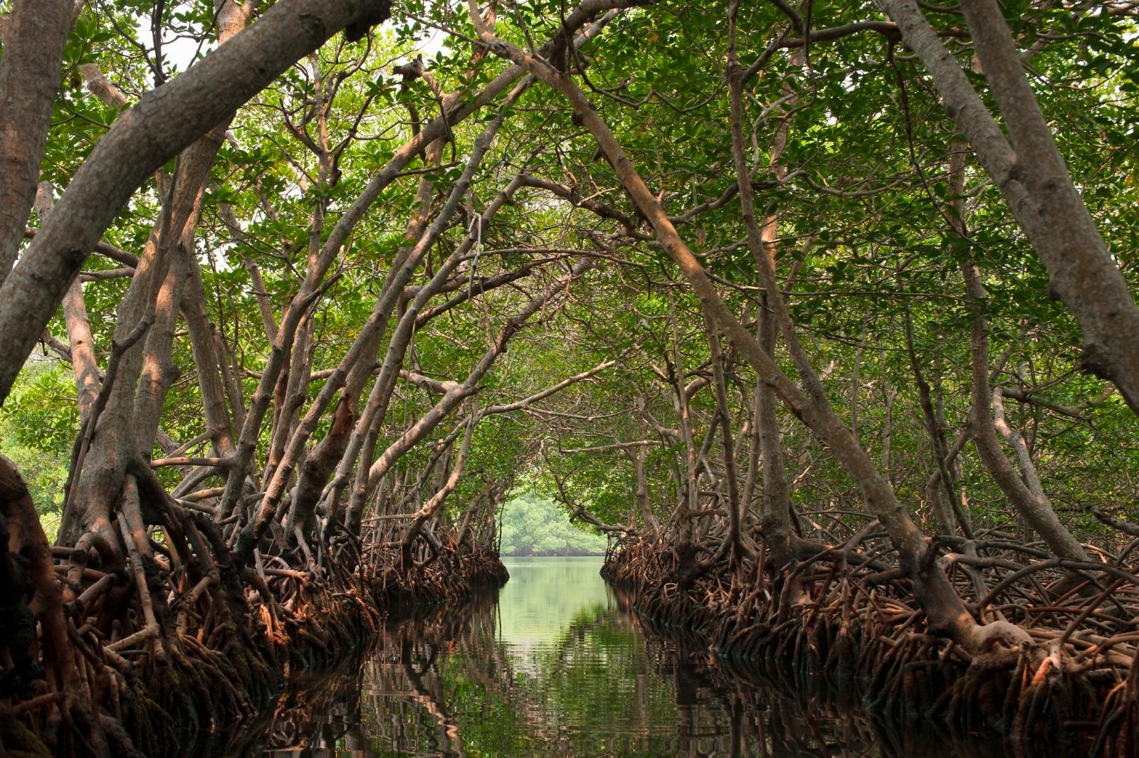 Mangrove Canals