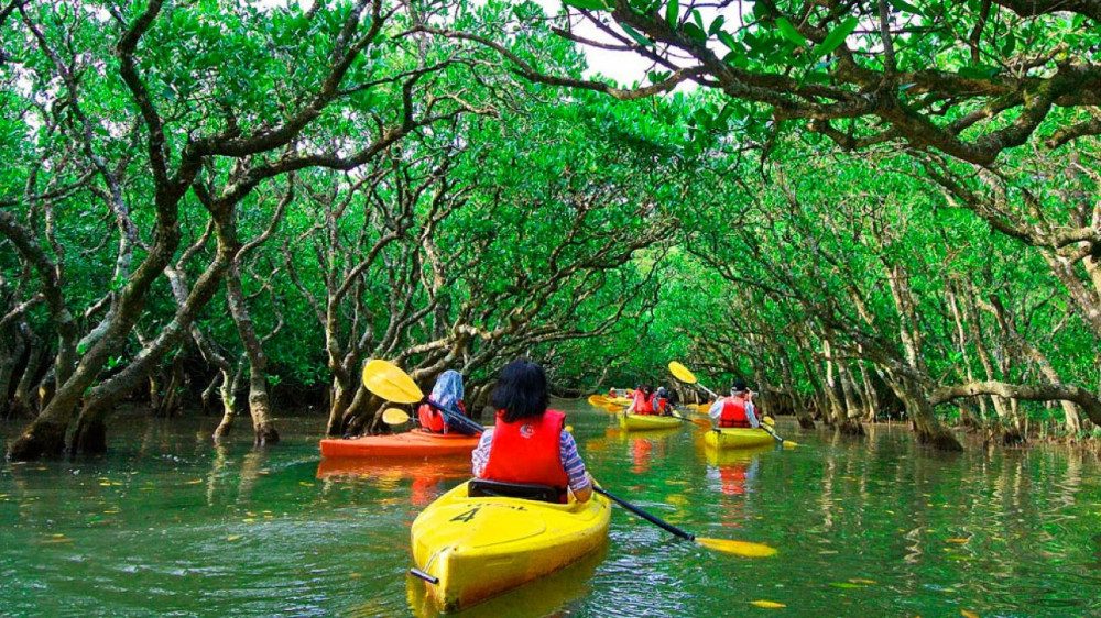 Your experience at Tamarindo Estuary Kayak Tour
